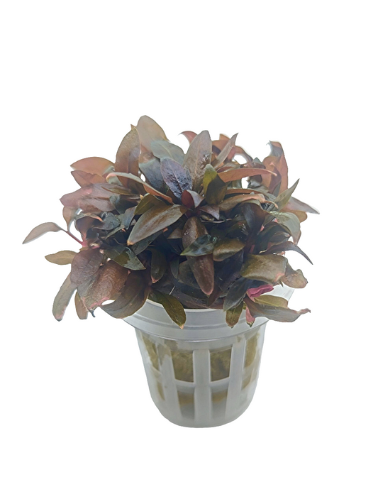 Alternanthera Reineckii 'mini' - Potted