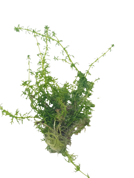 Myriophyllum elatinoides 'mini'- Tissue Culture