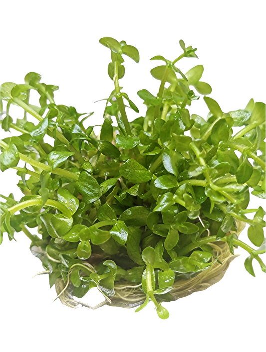 Bacopa Carolinia- Tissue Culture