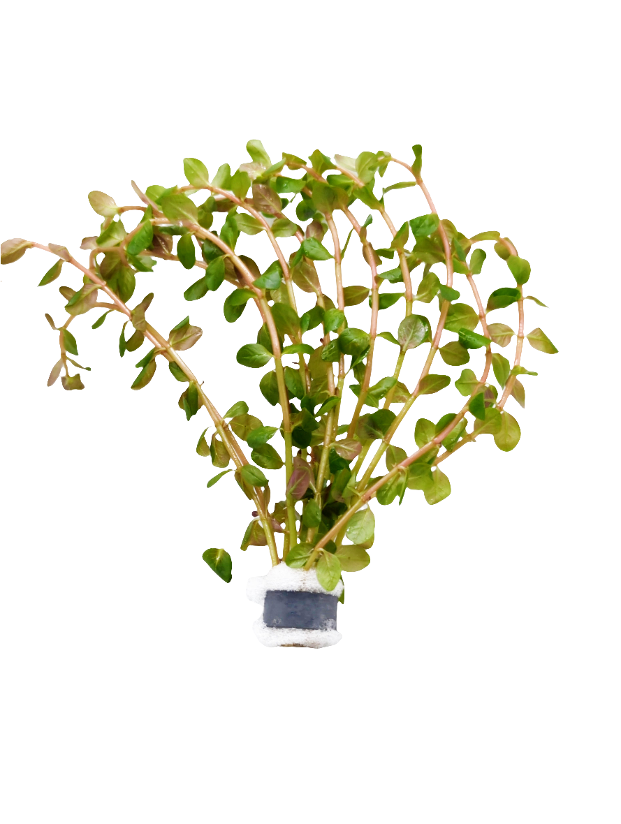 Rotala rotundifolia orange juice