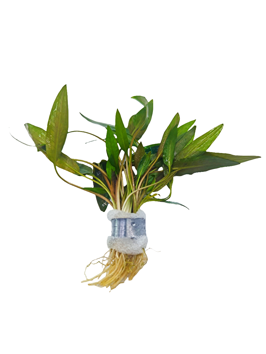 Cryptocoryne becketii