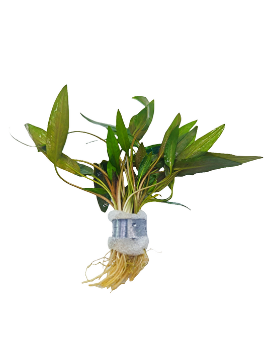 Cryptocoryne becketii
