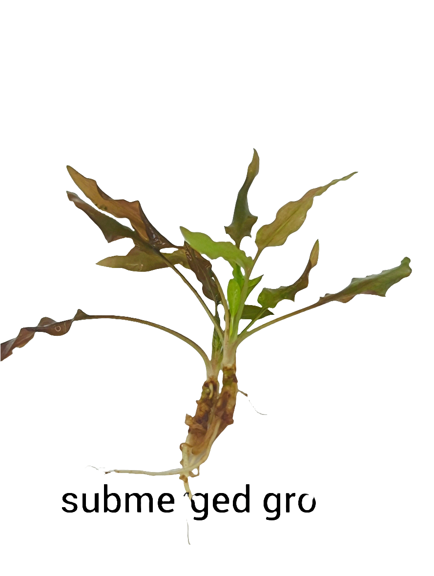 Cryptocoryne walkeri