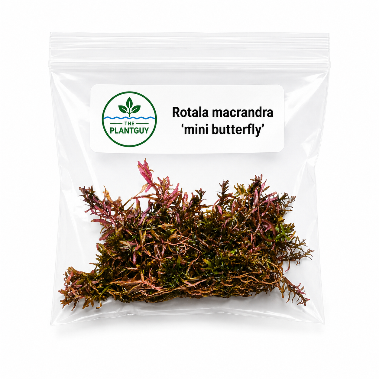 Rotala macrandra 'mini butterfly' - Tissue Culture  (4 ounce bag)