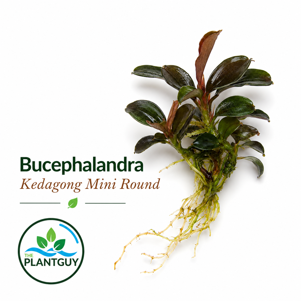 Bucephalandra kedagang mini round (one rhizome per order)