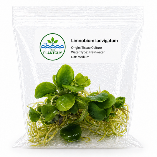 Limnobium laevigatum - Tissue Culture (4 ounce bag)