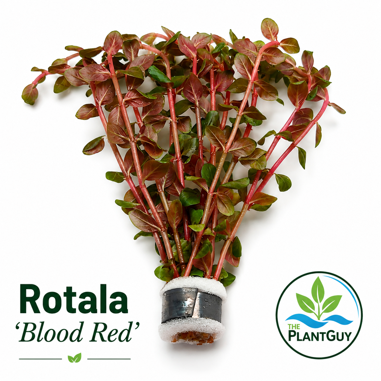 Rotala blood red
