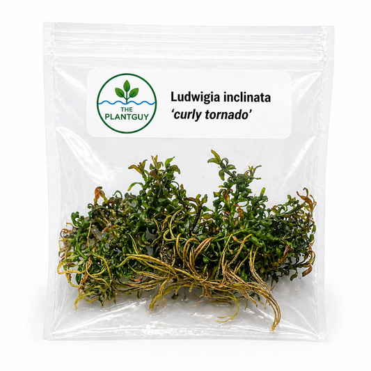 Ludwigia inclinata 'curly tornado'- Tissue Culture  (4 ounce bag)