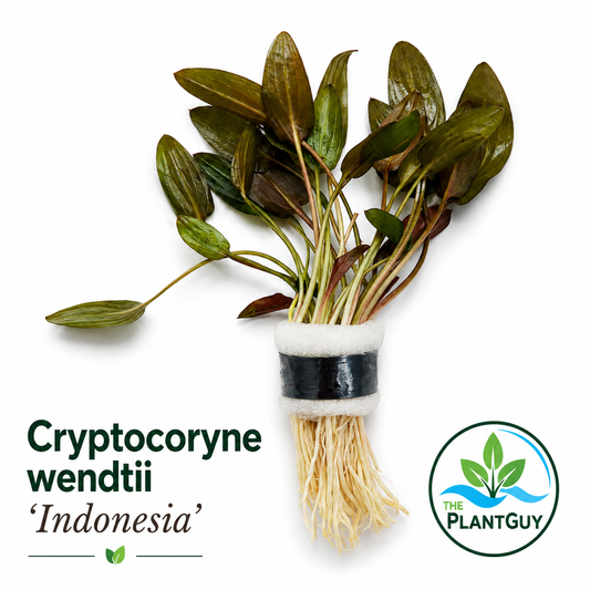 Cryptocoryne wendtii 'indonesia'