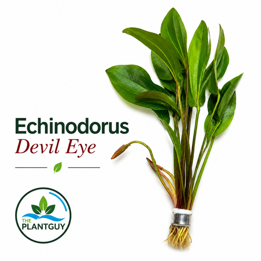 Echinodorus devil eye