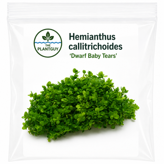 Hemianthus callitrichoides- Tissue Culture  (4 ounce bag)