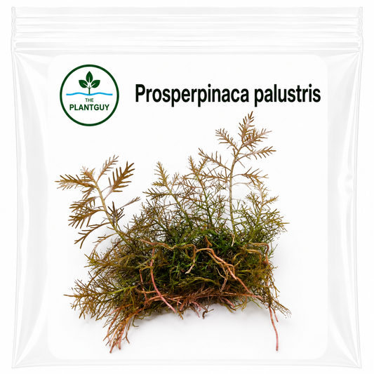 Prosperpinaca palustris - Tissue Culture (4 ounce bag)