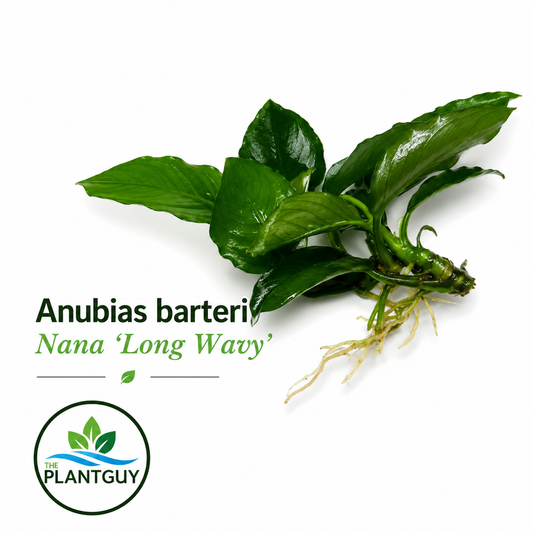 Anubias nana long wavy (one rhizome)