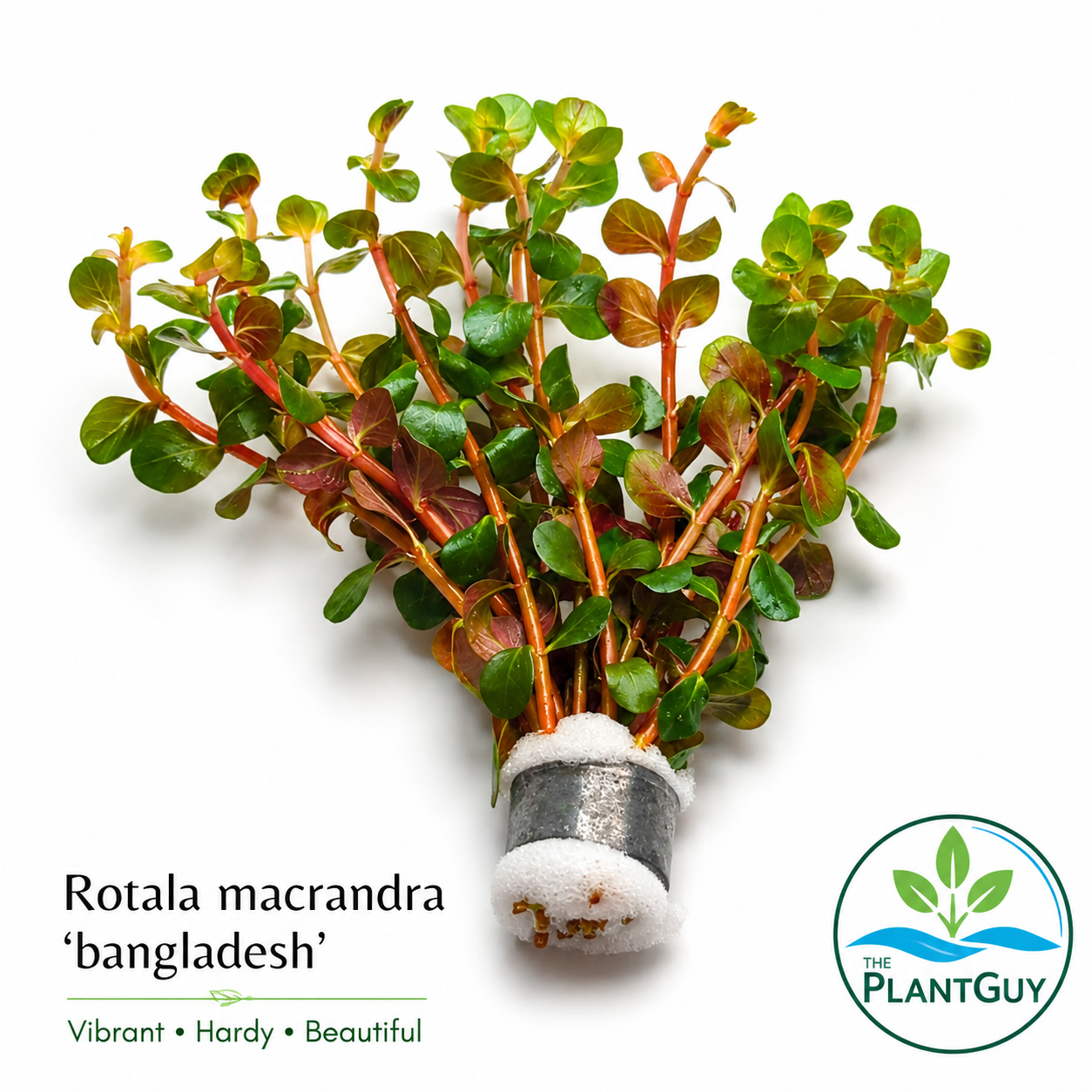 Rotala macrandra Bangladesh