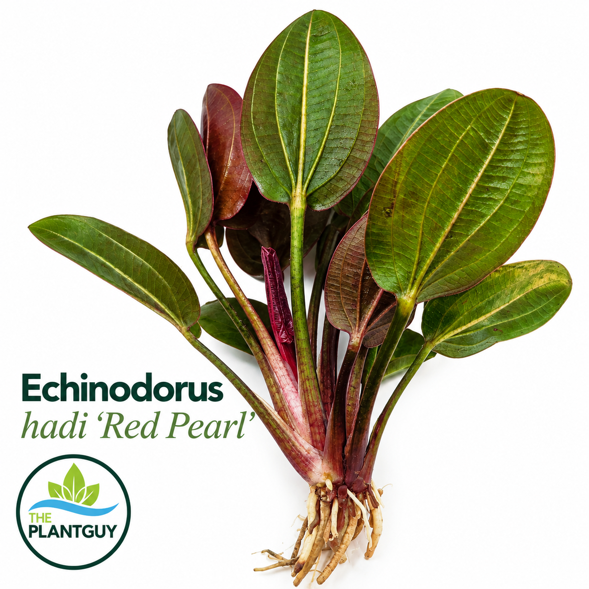 Echinodorus hadi red pearl