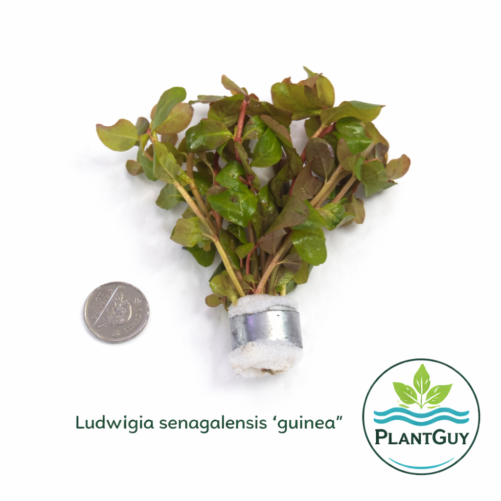 Ludwigia senegalensis (guinea)
