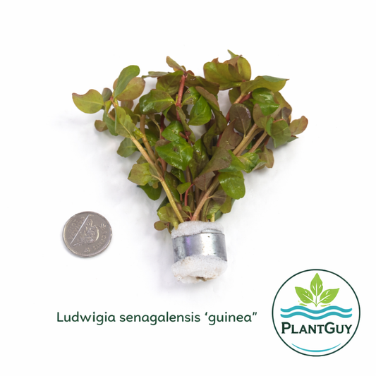 Ludwigia senegalensis (guinea)