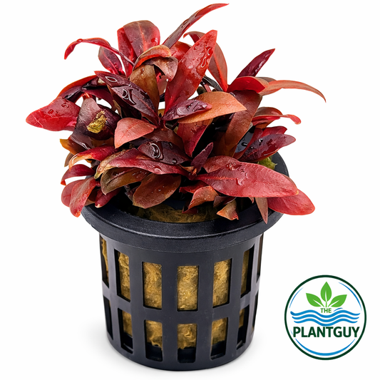 Alternanthera Reineckii 'mini' - Potted