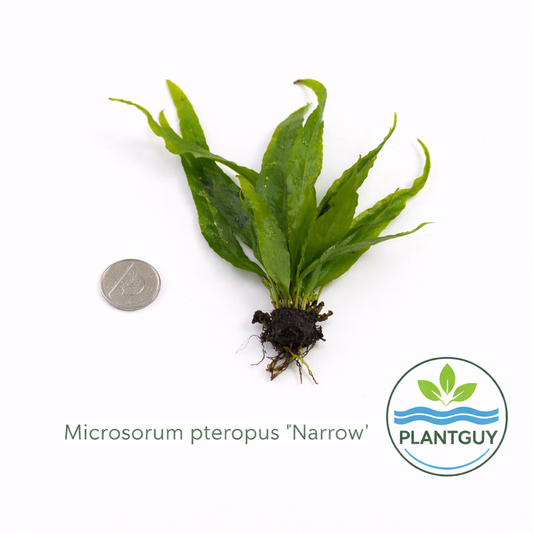 Microsorum pteropus 'narrow'