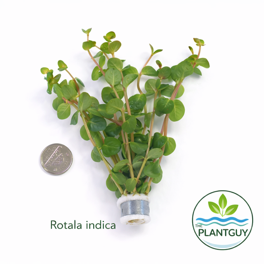 Rotala indica