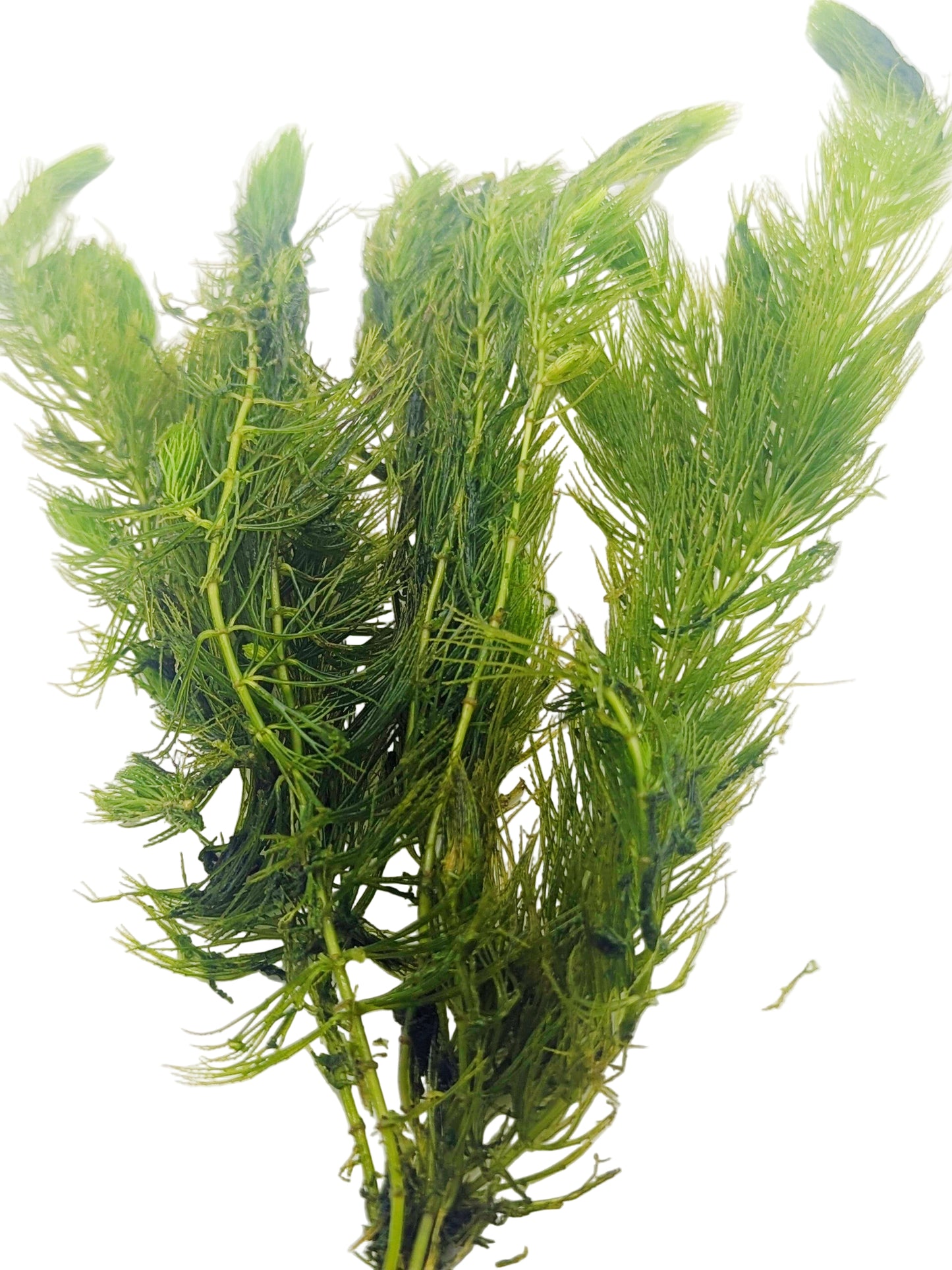 Ceratophyllum Demersum (hornwort)