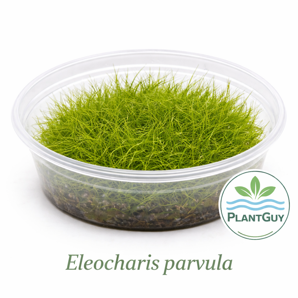 Eleocharis pusilla - Tissue Culture (Large-12 ounce)