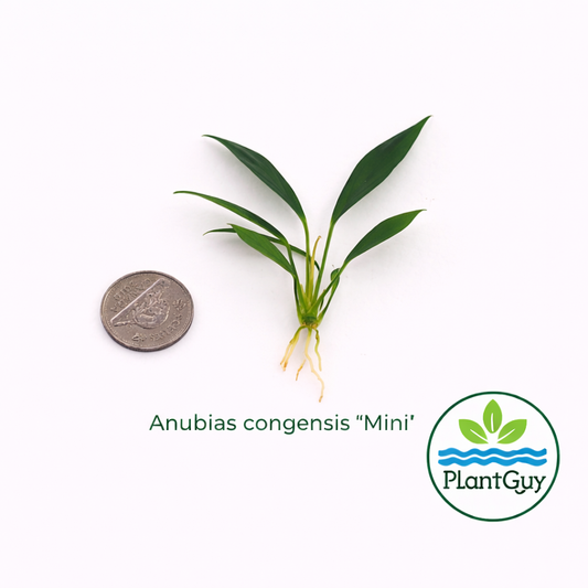Anubias congensis 'mini'