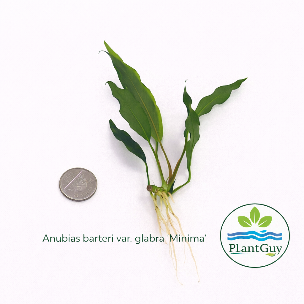 Anubias barteri var. glabra (minima)