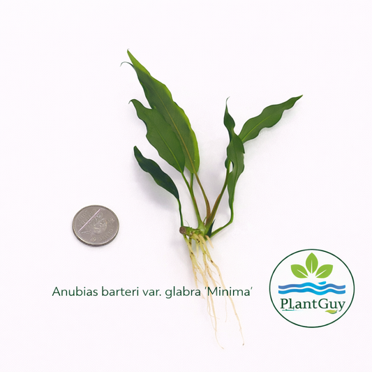 Anubias barteri var. glabra (minima)