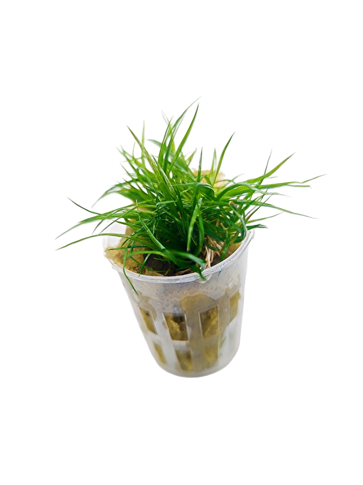 Eriocaulon cinereum- Potted