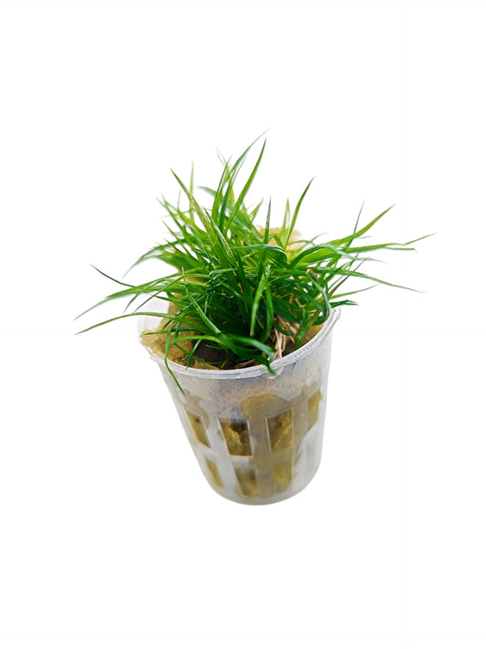 Eriocaulon cinereum- Potted
