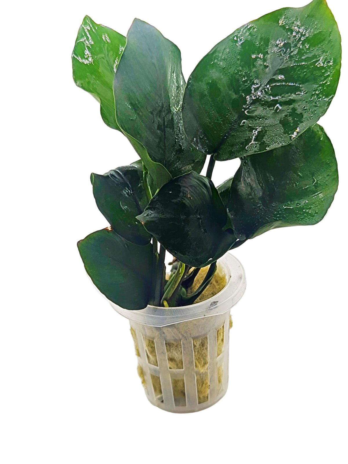 Anubias barteri var. barteri ‘Broad leaf’