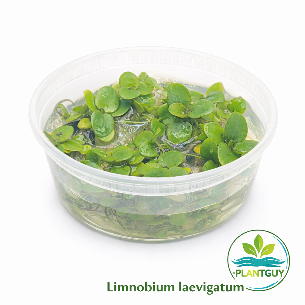 Limnobium laevigatum - Tissue Culture (tub)