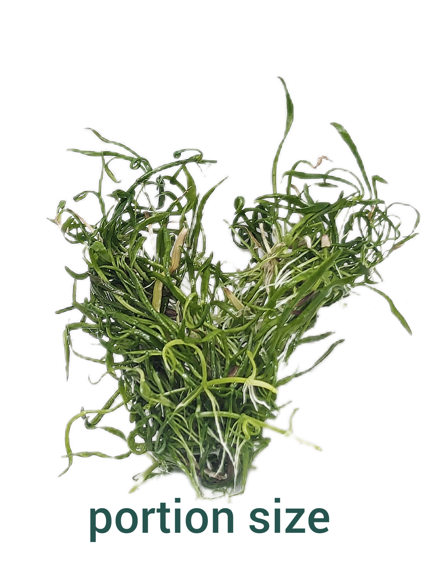 Lilaeopsis brasiliensis'- Tissue Culture