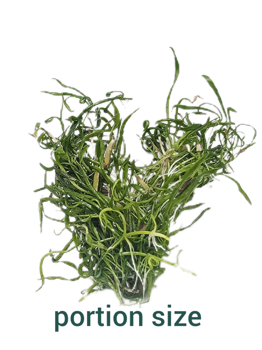 Lilaeopsis brasiliensis'- Tissue Culture