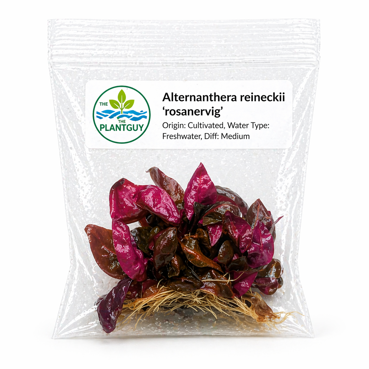Alternanthera reineckii 'rosanervig'- Tissue Culture  (4 ounce bag)