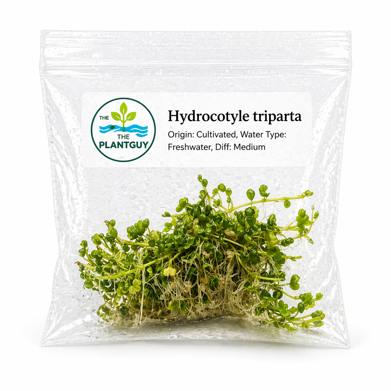 Hydrocotyle tripartita- Tissue Culture  (4 ounce bag)