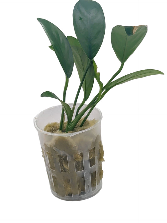 Anubias barteri glabra