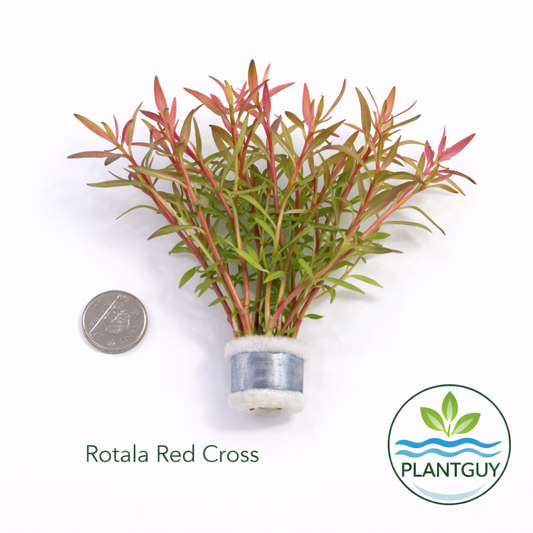 Rotala red cross