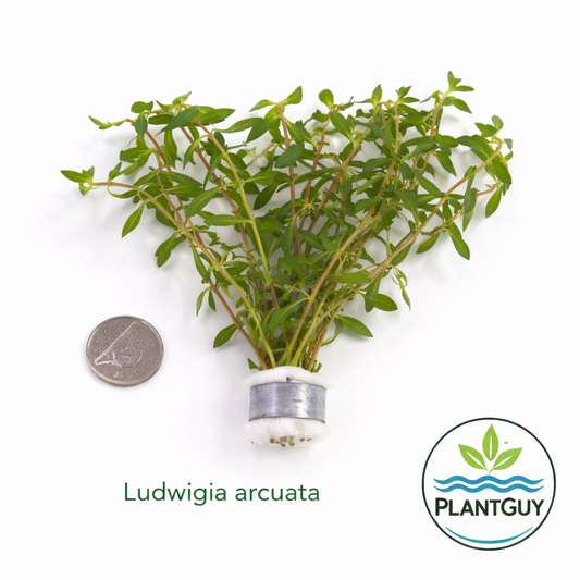 Ludwigia arcuata