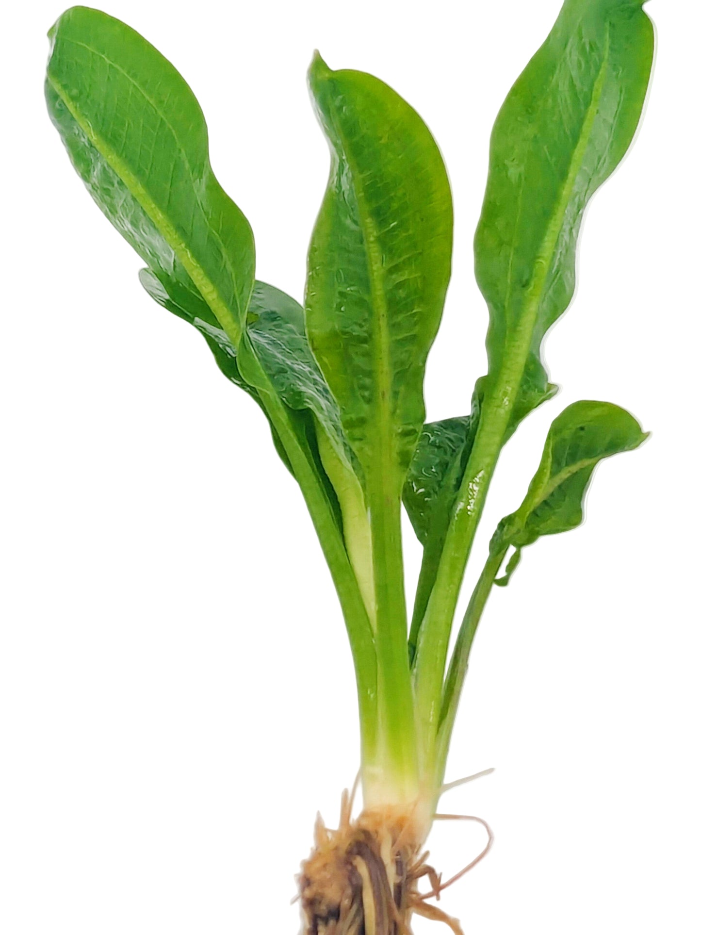 Echinodorus parviflorus