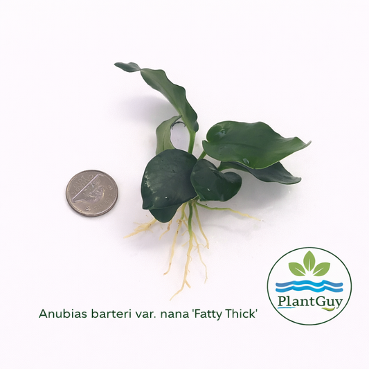 Anubias nana fatty (thick leaf)