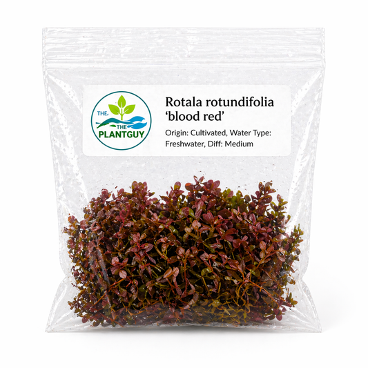 Rotala rotundifolia 'Blood Red'- Tissue Culture (4 ounce bag)
