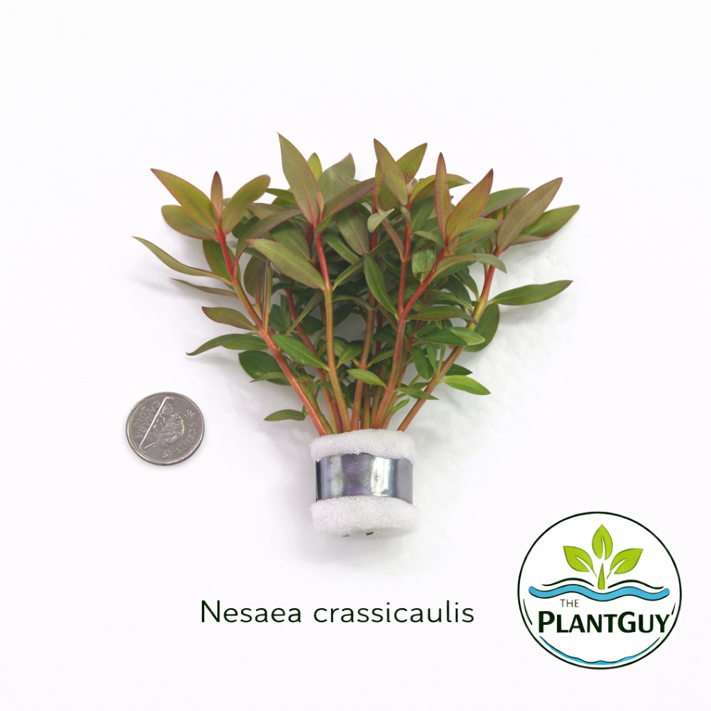 Nesaea crassicaulis