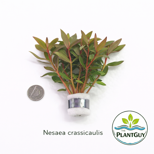 Nesaea crassicaulis