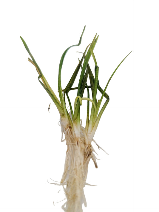 Sagitarria subulata (3 plants)