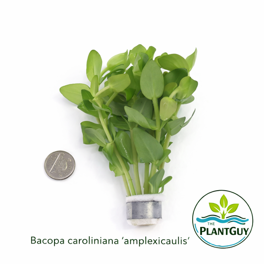 Bacopa caroliniana (amplexicaulis) (5 stems)