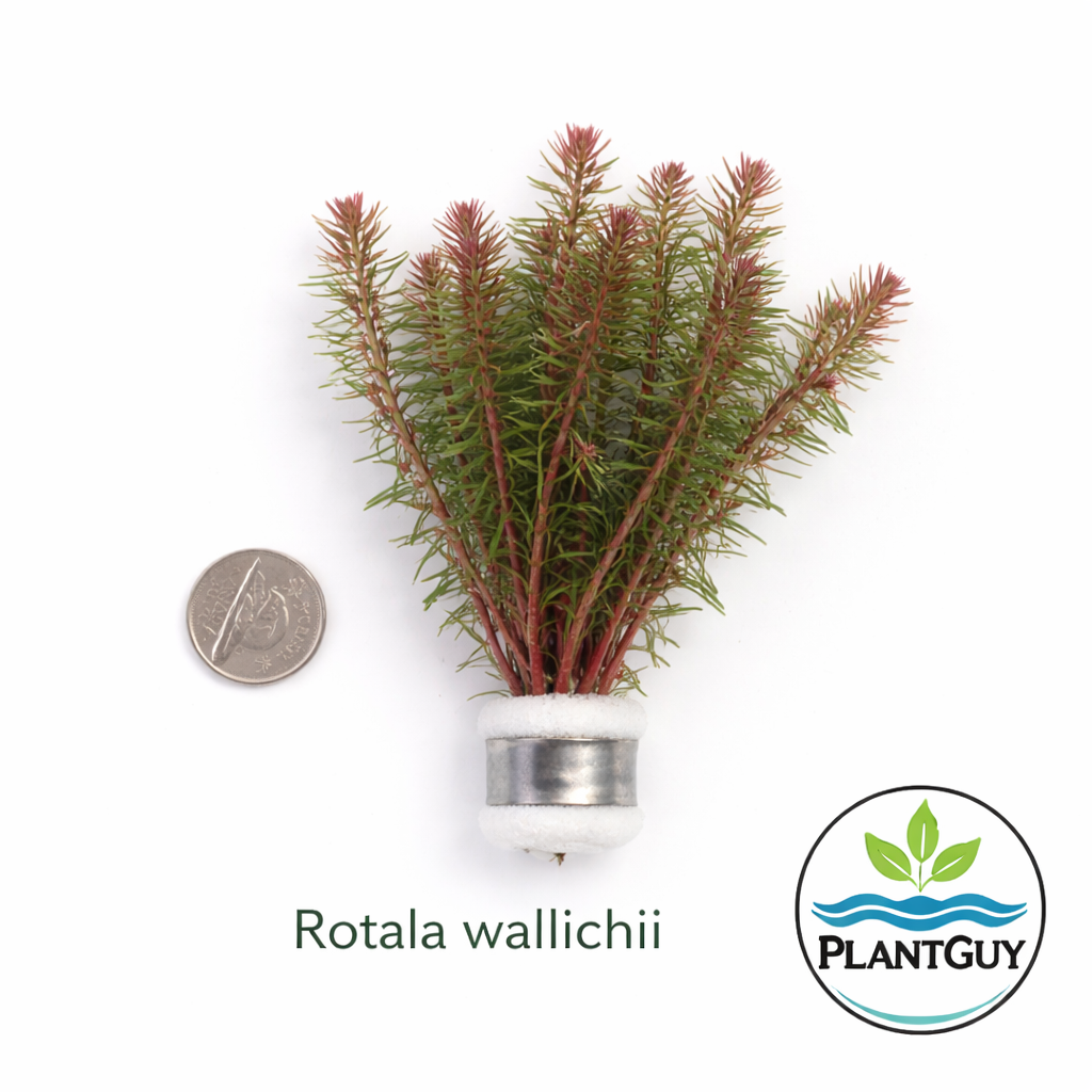 Rotala wallichii