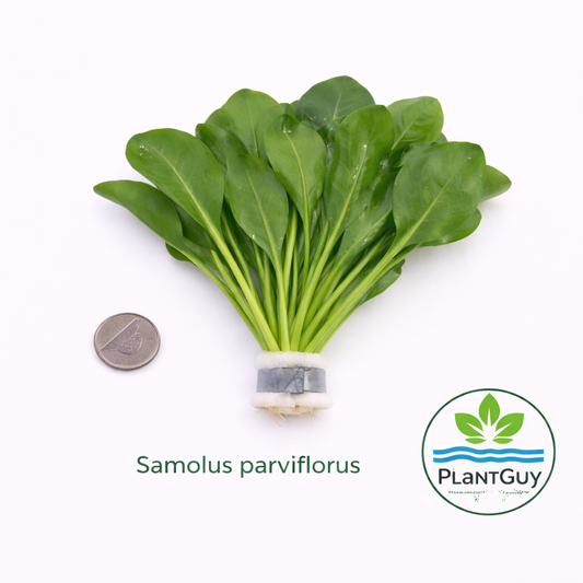 Samolus parviflorus