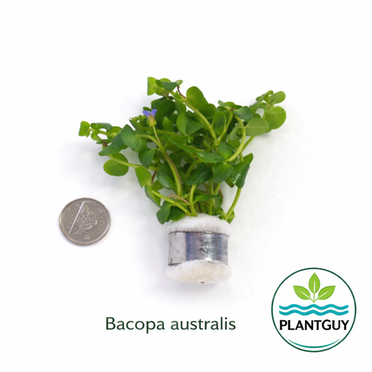 Bacopa australis
